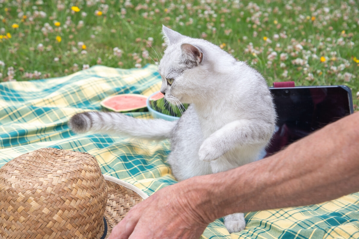 Taking your cat on vacation: when to do it or leave it at home