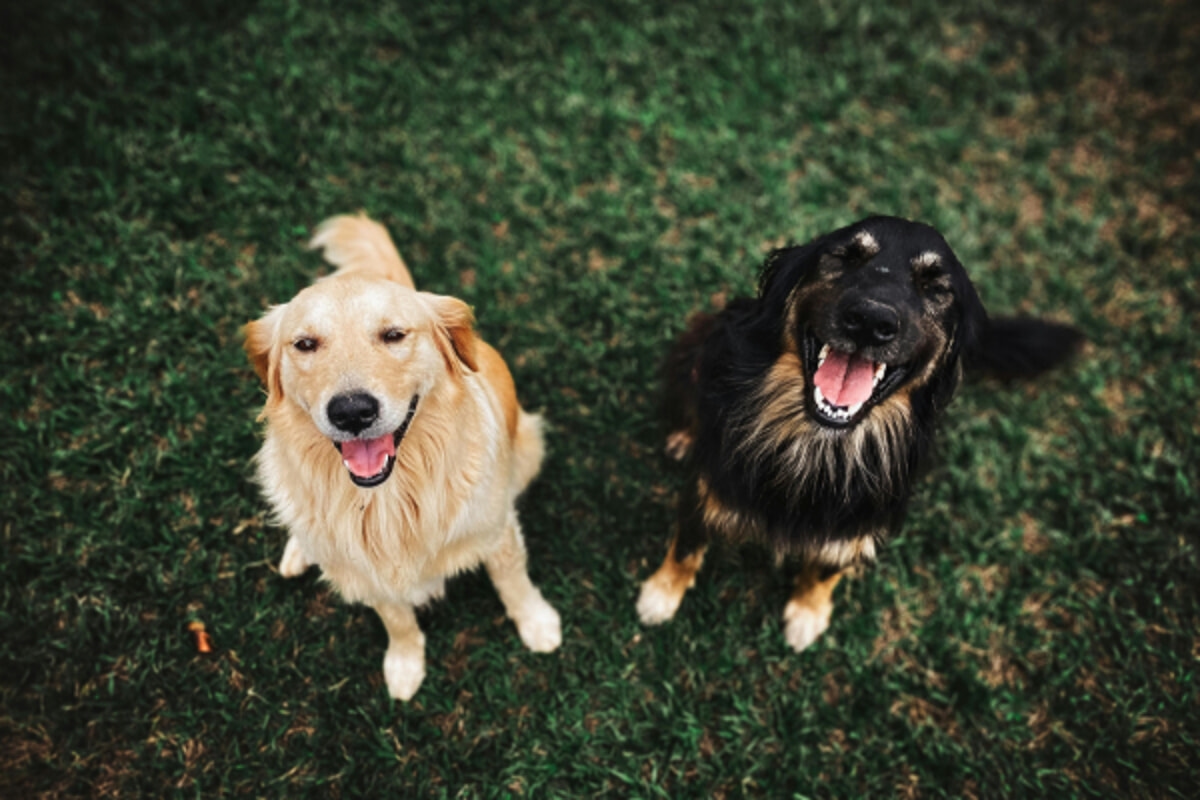 Vacinação obrigatória para cães: o que os donos sabem?