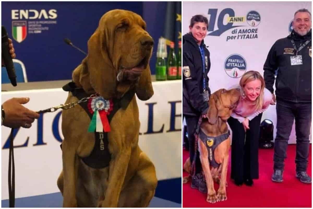 Bruno morto com almôndega de salsicha e pregos, cão herói premiado por Meloni: ele salvou 9 desaparecidos
