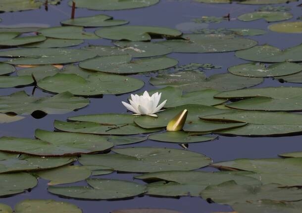 Cartas al editor - Querido Lake, te admiro por tu resiliencia a pesar de todo el daño que te hemos hecho y seguimos haciéndote. - Varese News