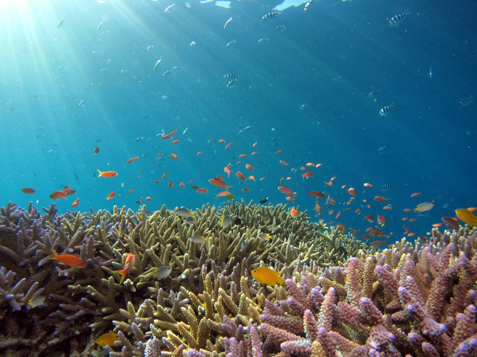 Oceani, una conferenza mondiale per salvarli