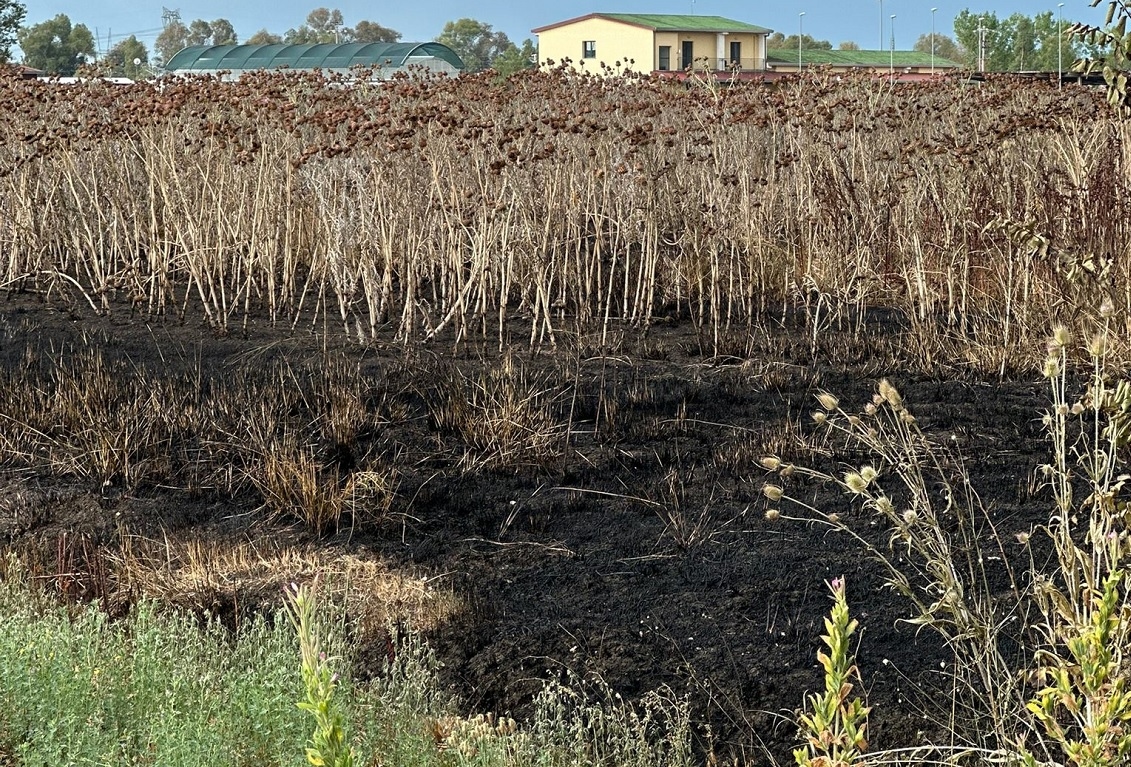 Onda de incêndios e atos de intimidação em terras confiscadas no Sul
