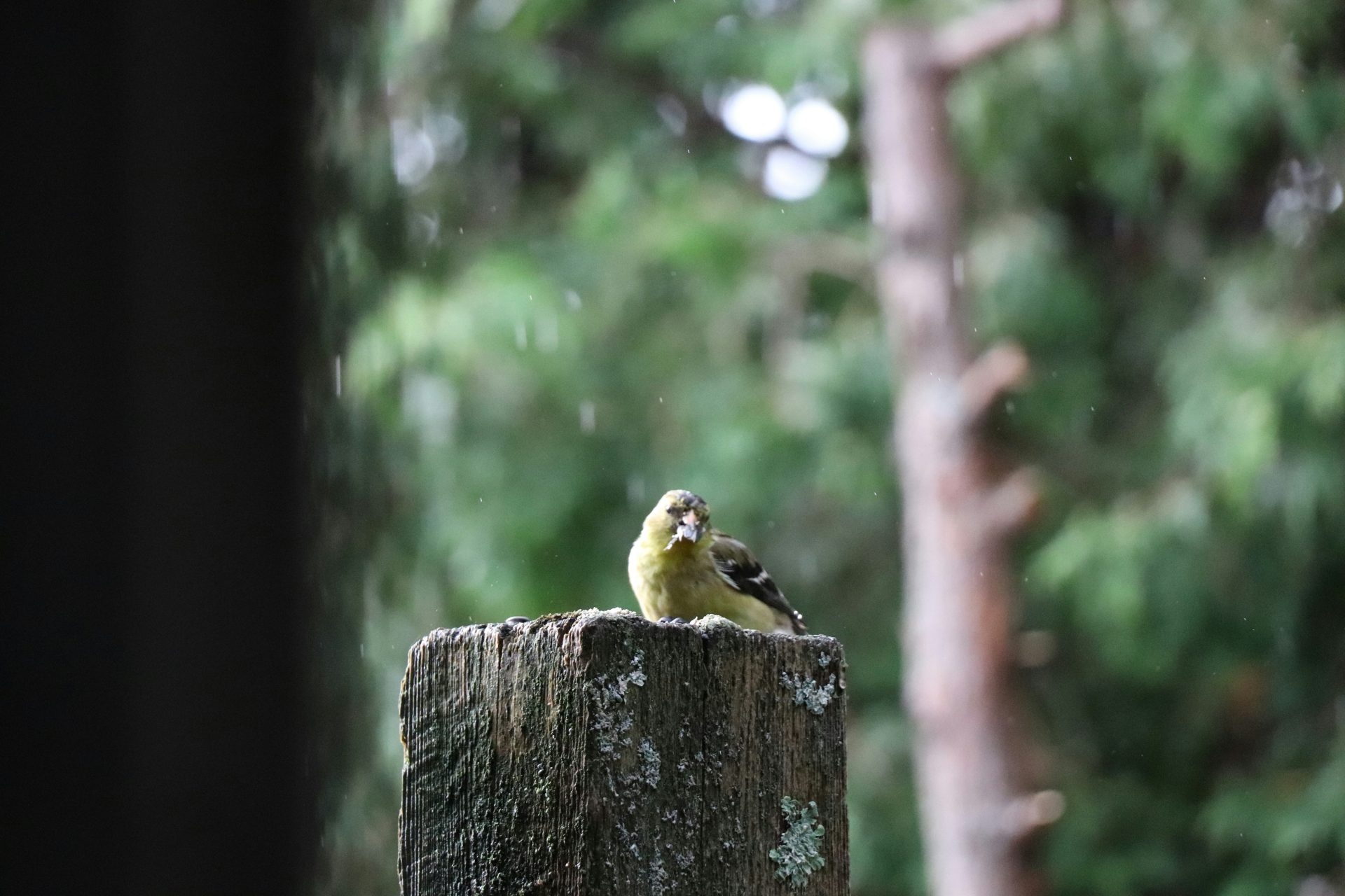 Protected birds at risk in Lombardy and Liguria. Animal rights activists are alarmed.