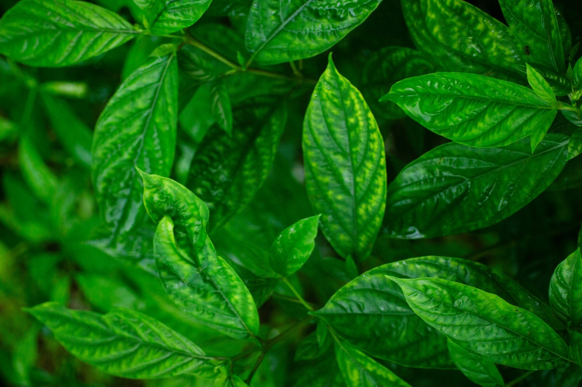 Nachhaltigkeit: Zivilgesellschaft fordert Europa auf, sein Engagement zu verstärken