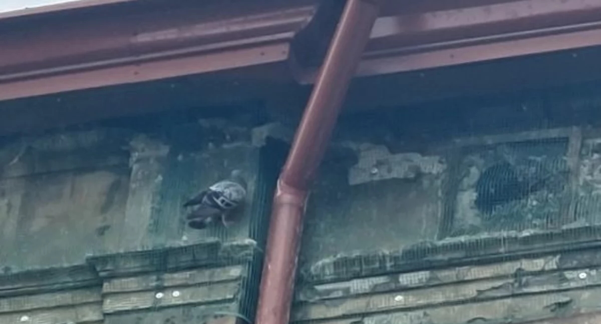 Uwięzili ptaki, zabezpieczając kamienicę. Na miejsce ściągnięto straż miejską i organy ochrony środowiska [ZDJĘCIA]