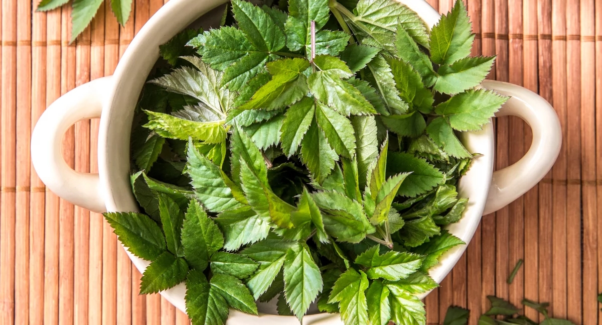 Do guia do herbalista: erva-de-gota. Para que serve?
