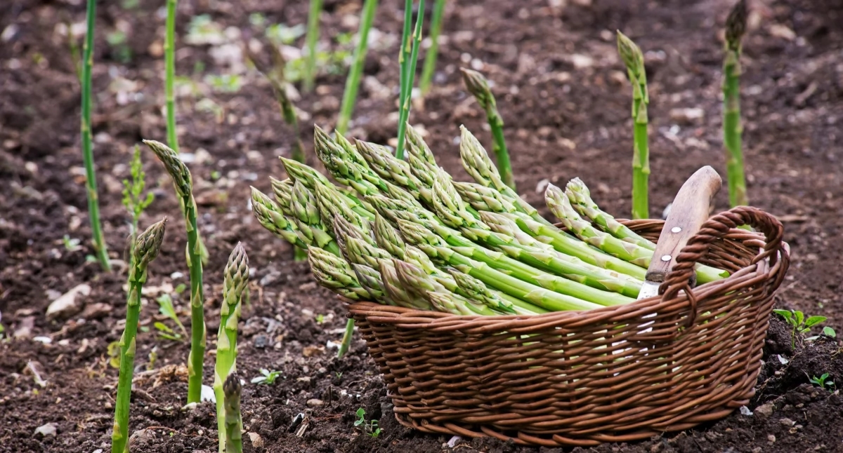 Asperges – één keer planten en jarenlang oogsten