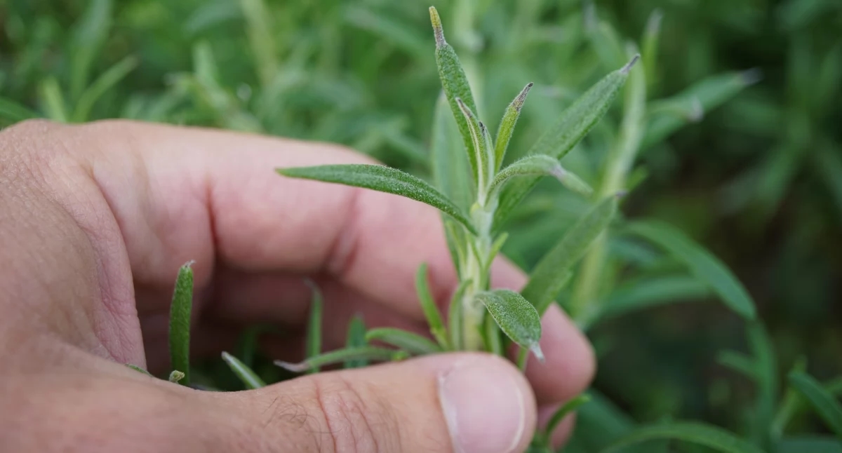 Herbs in July – which to cut and which to leave to bloom?