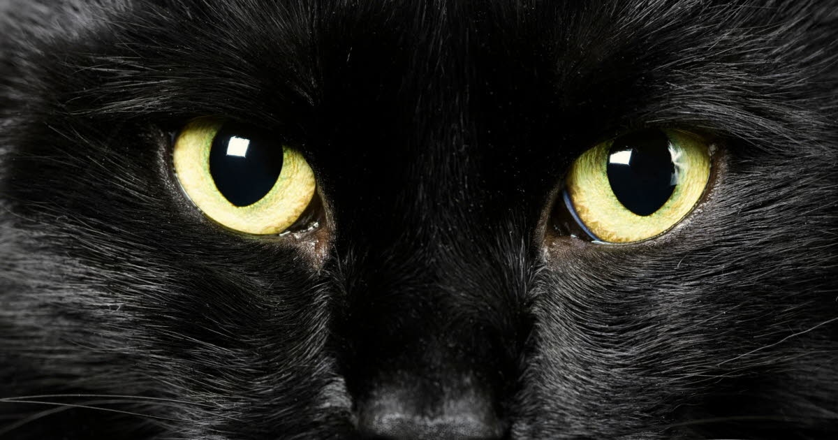 Psychology. Why do we tend to believe in superstitions?