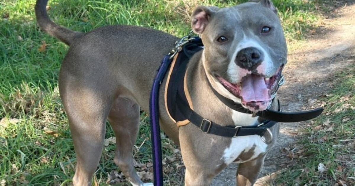 Vendée. "She's just waiting for you": the ordeal of Zodia, a dog abandoned three times in seven months