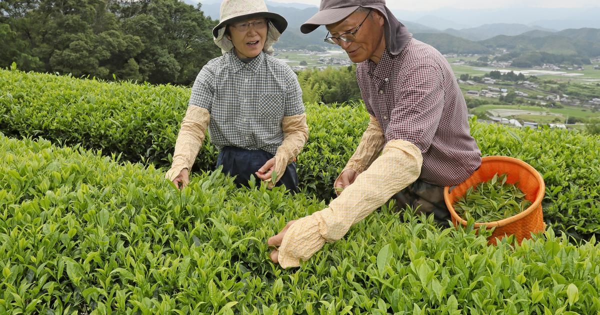 «Крепкий аромат, но мягкий вкус»: Япония влюбляется в черный чай