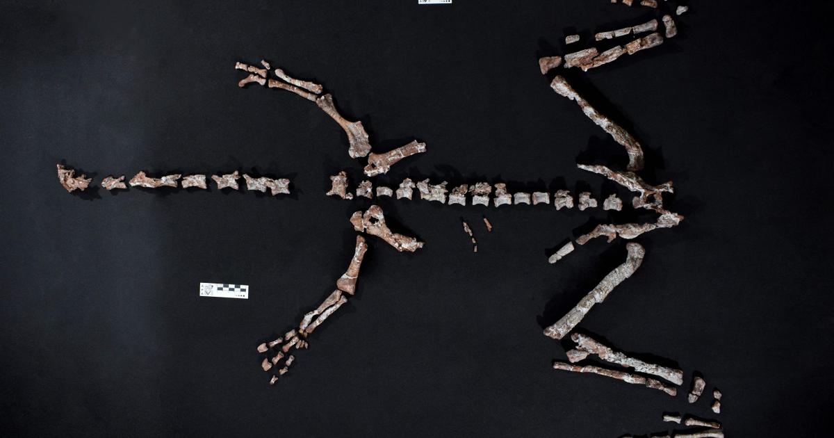 230-million-year-old dinosaur discovered in Argentina