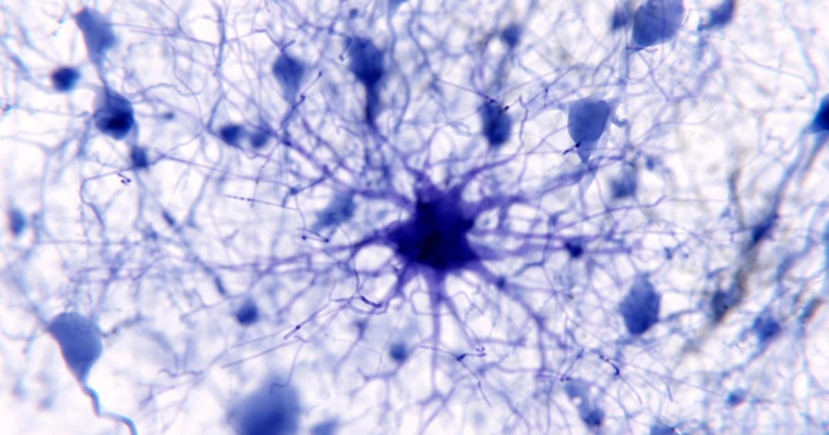 Astrocytes, support for emotional memories?