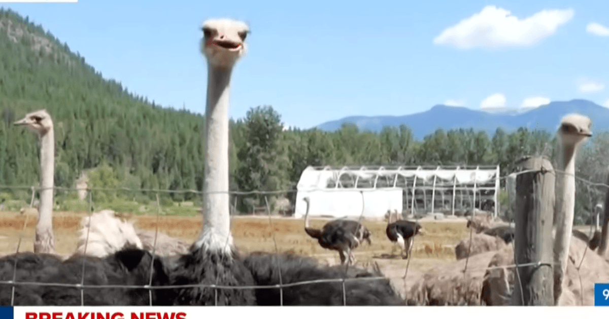 “¡Qué vergüenza, Canadá!”: Cientos de avestruces serán sacrificadas.