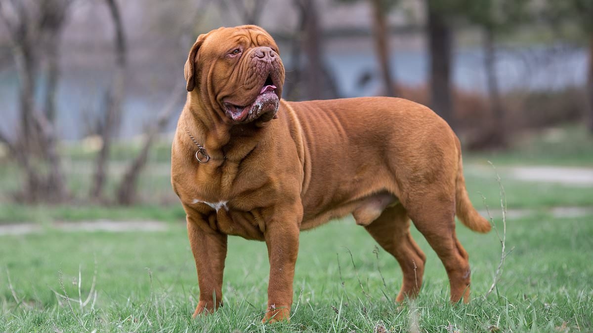 Enthüllt: Die Hunderassen mit dem höchsten Risiko für aggressiven Hundekrebs – große Hunde an der Spitze der Liste