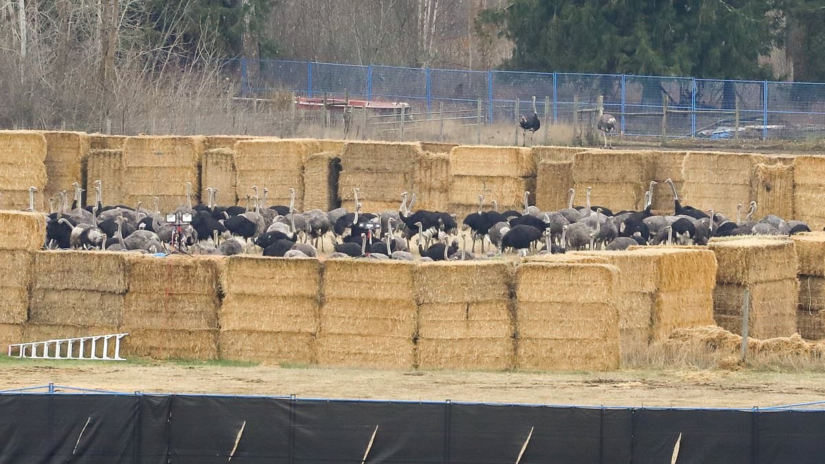 Outrage as 300 'healthy' ostriches are executed by firing squad after infectious disease claims