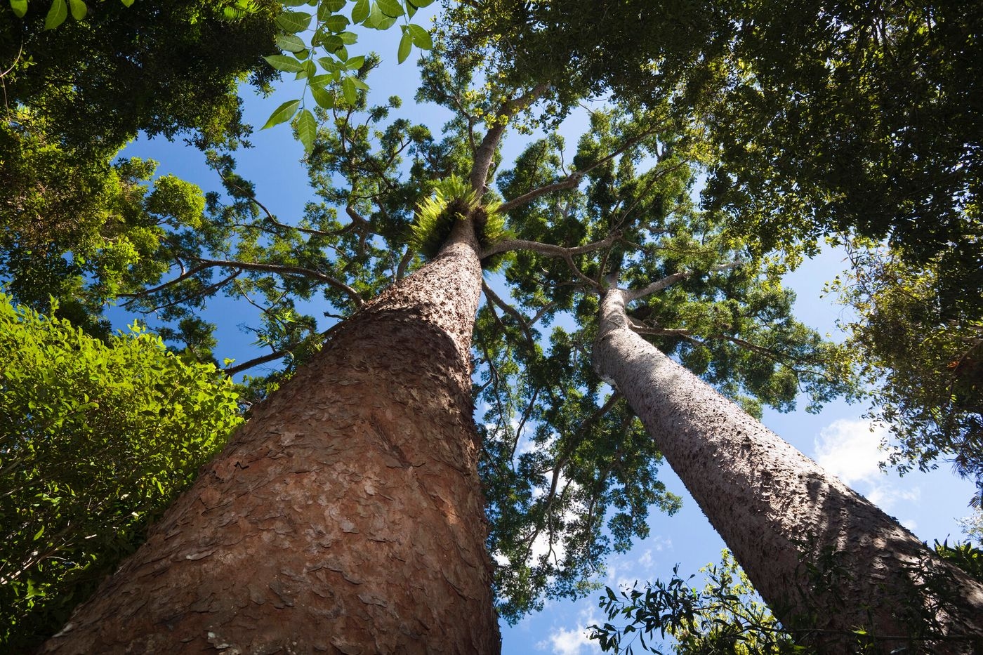 Climate: Australia's rainforests are no longer carbon sinks