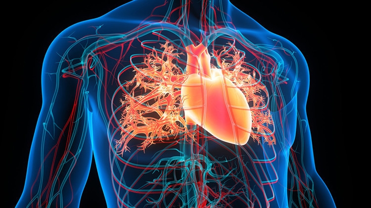 Een extra ader in de menselijke arm komt steeds vaker voor