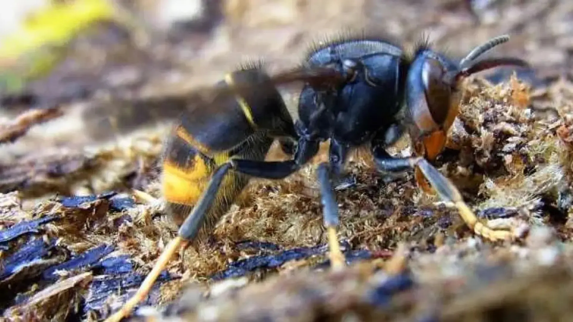 O erro que você não deve cometer se for picado por uma vespa asiática, pois isso pode piorar a situação.