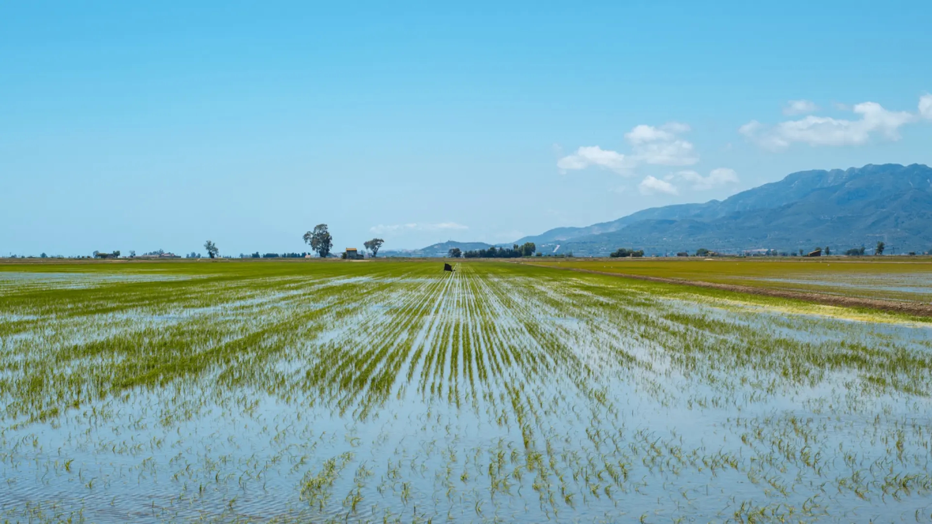 De los arrozales al viñedo: paisajes llenos de sabor en el Delta del Ebro
