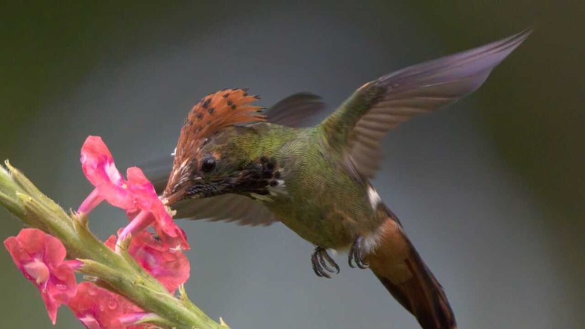 Estos son los 12 pueblos del Valle del Cauca declarados como ‘ciudades de las aves’: ideales para el turismo ecológico