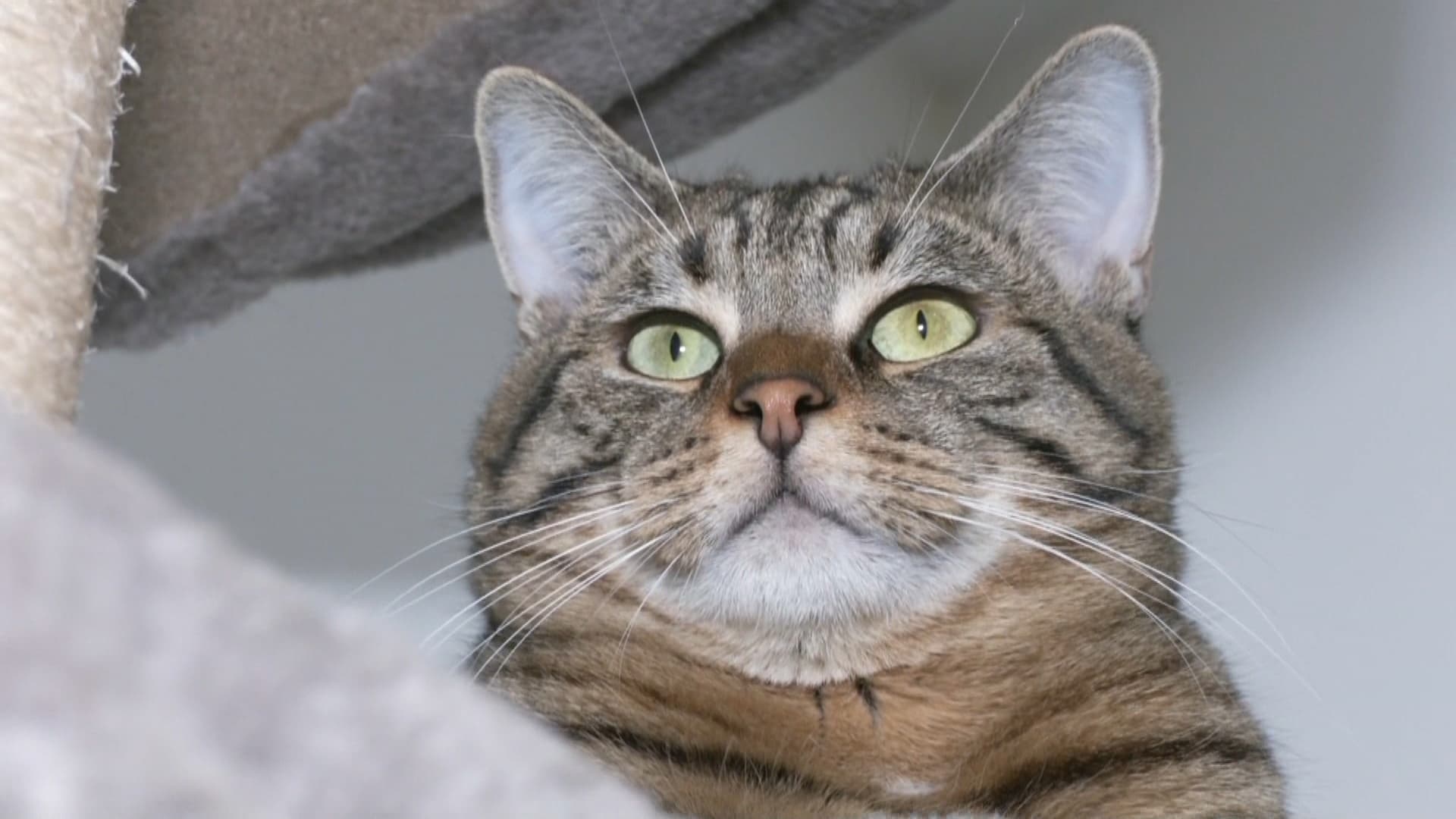 BFMTV INFO. "They cause serious infections": 25,000 French people end up in surgery after a cat bite