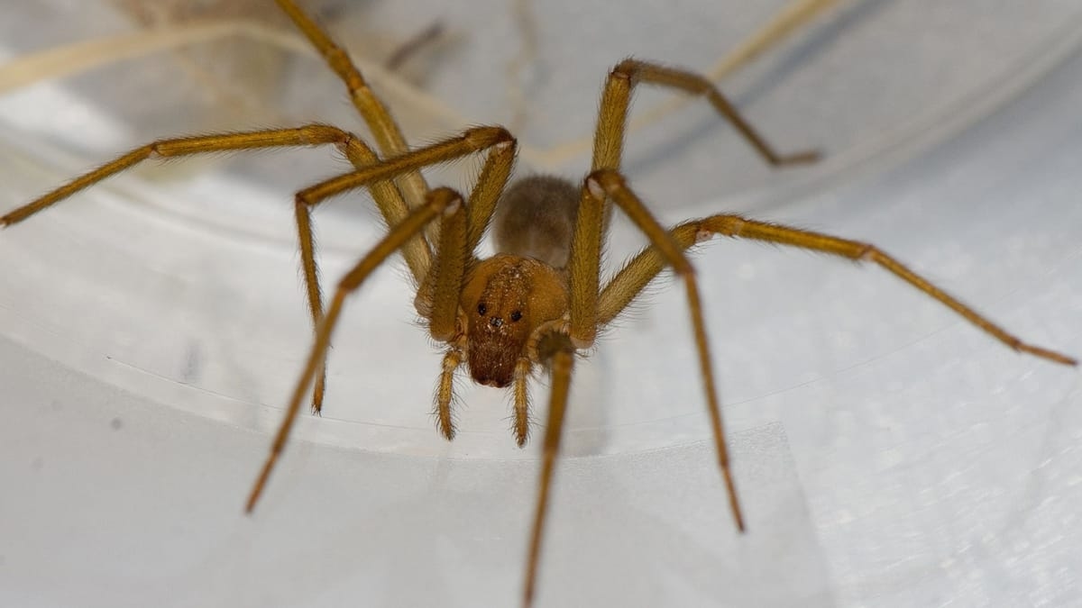 Tübingen: Chilean recluse spiders found under lecture hall