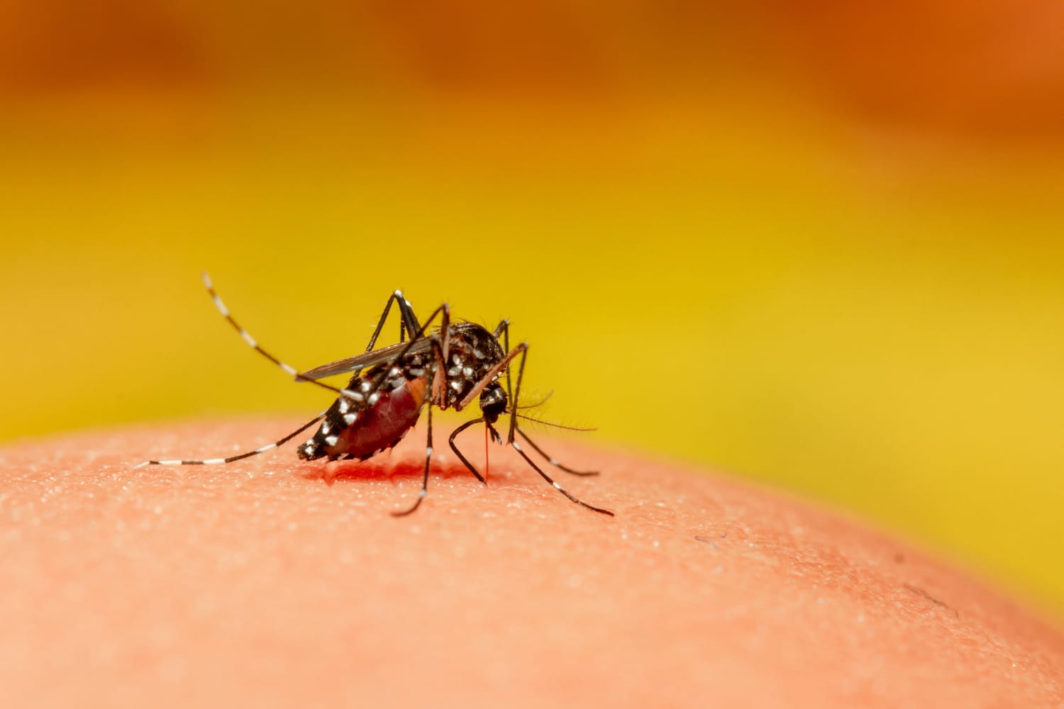 Chikungunya: the epidemic continues to slow down in France