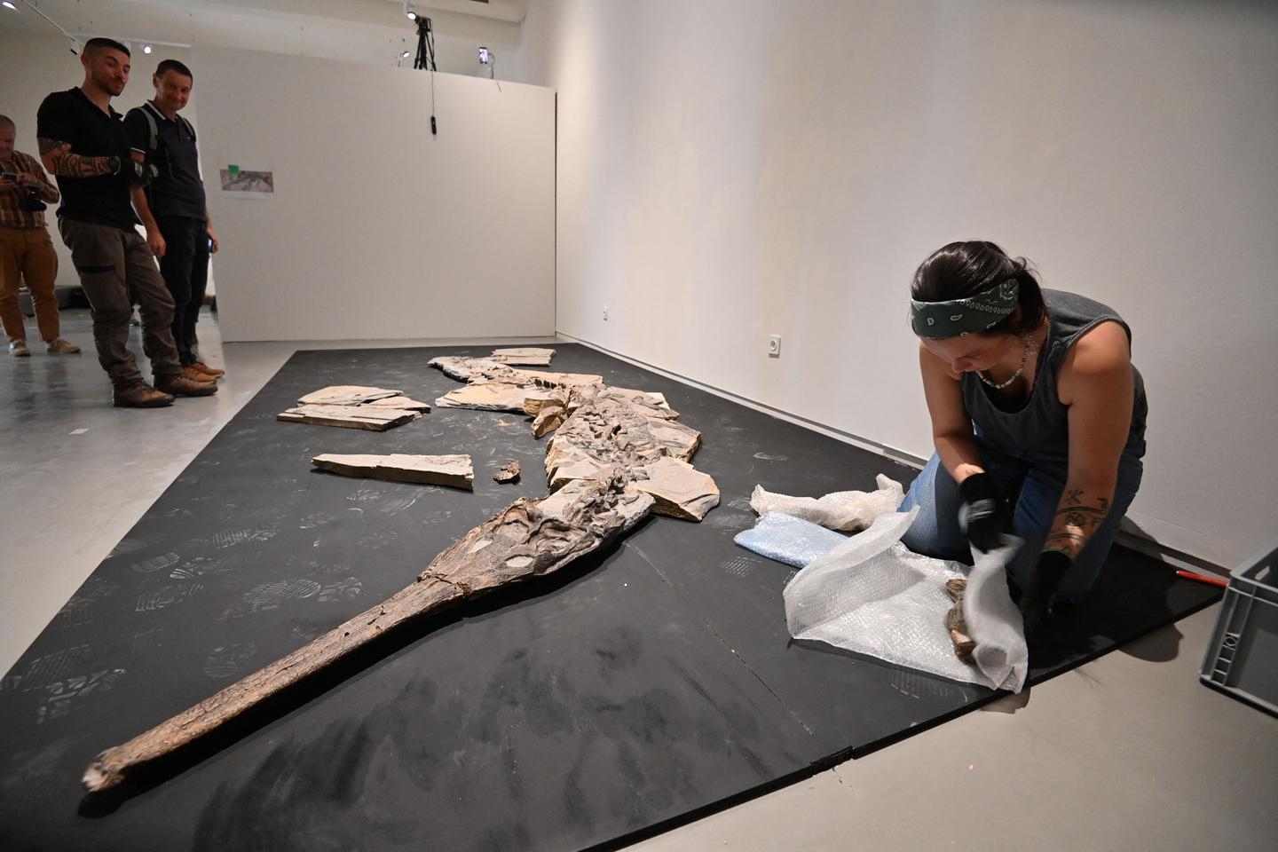 A Jurassic saltwater crocodile, the centerpiece of an exhibition at the Lodève Museum