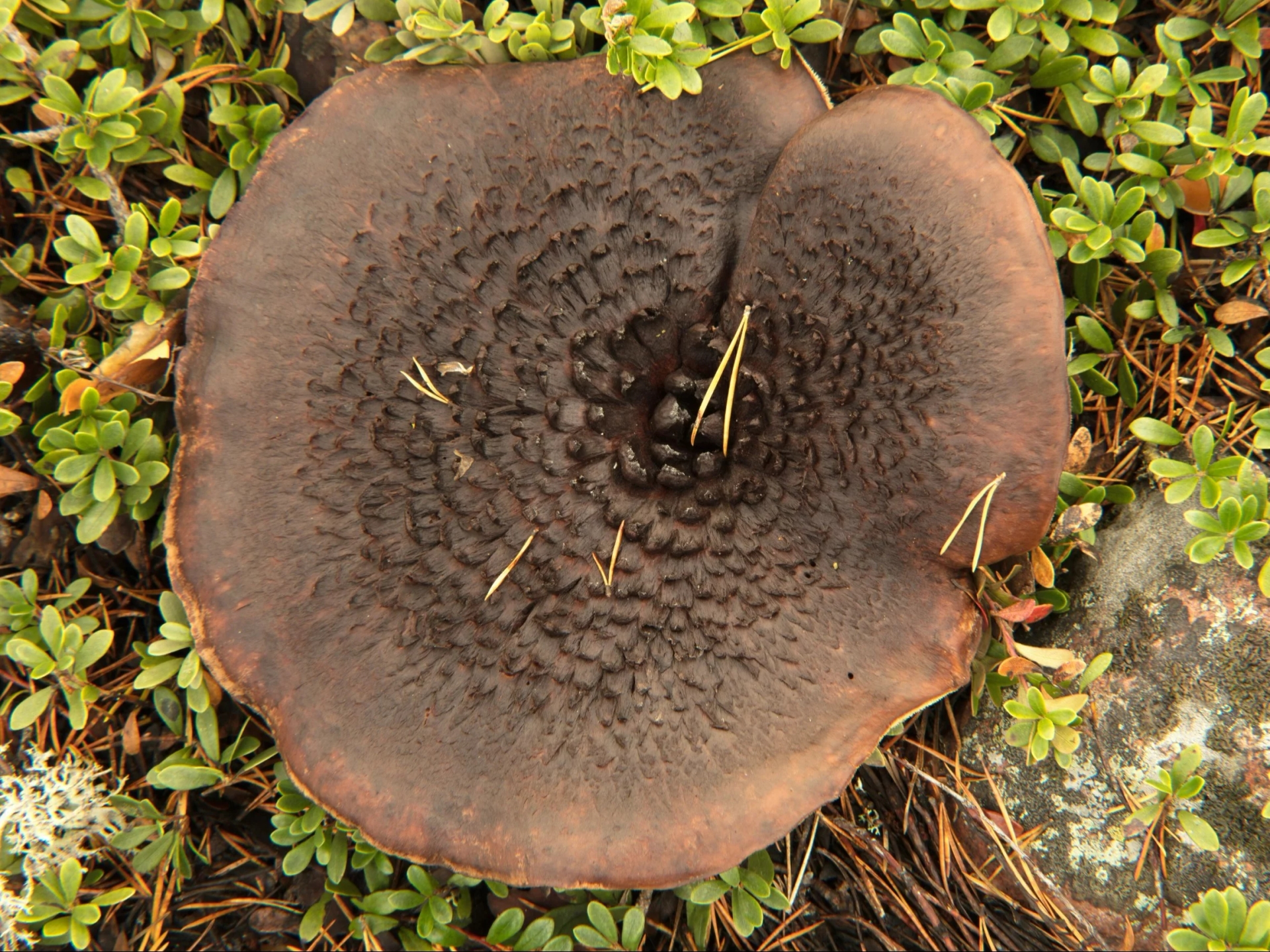 A mushroom picker found a real treasure in a Polish forest. "Something amazing."