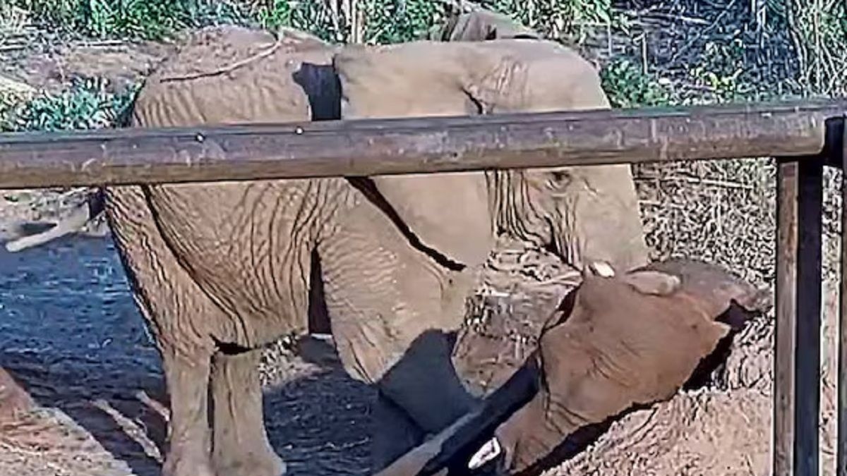 La reazione di Elephant Kenya alla morte di Pupy nel santuario brasiliano: "Abbracciati fino alla fine".