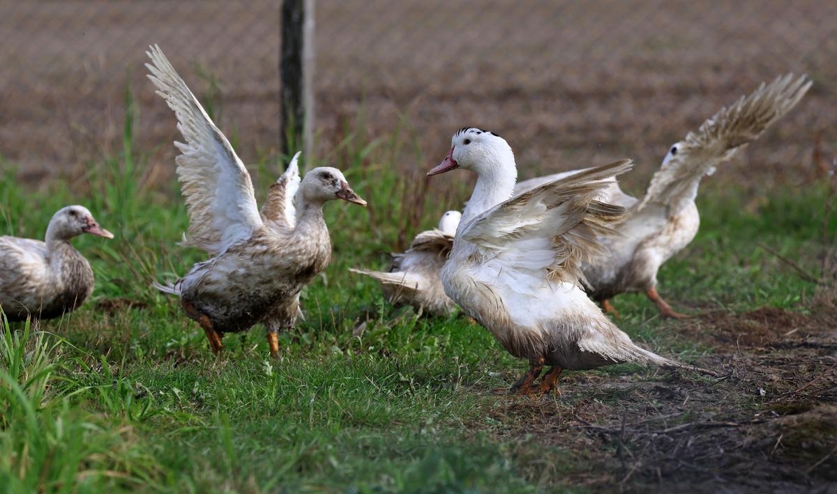 Gripe aviária: dois novos surtos detectados em granjas de patos na região da Vendée.