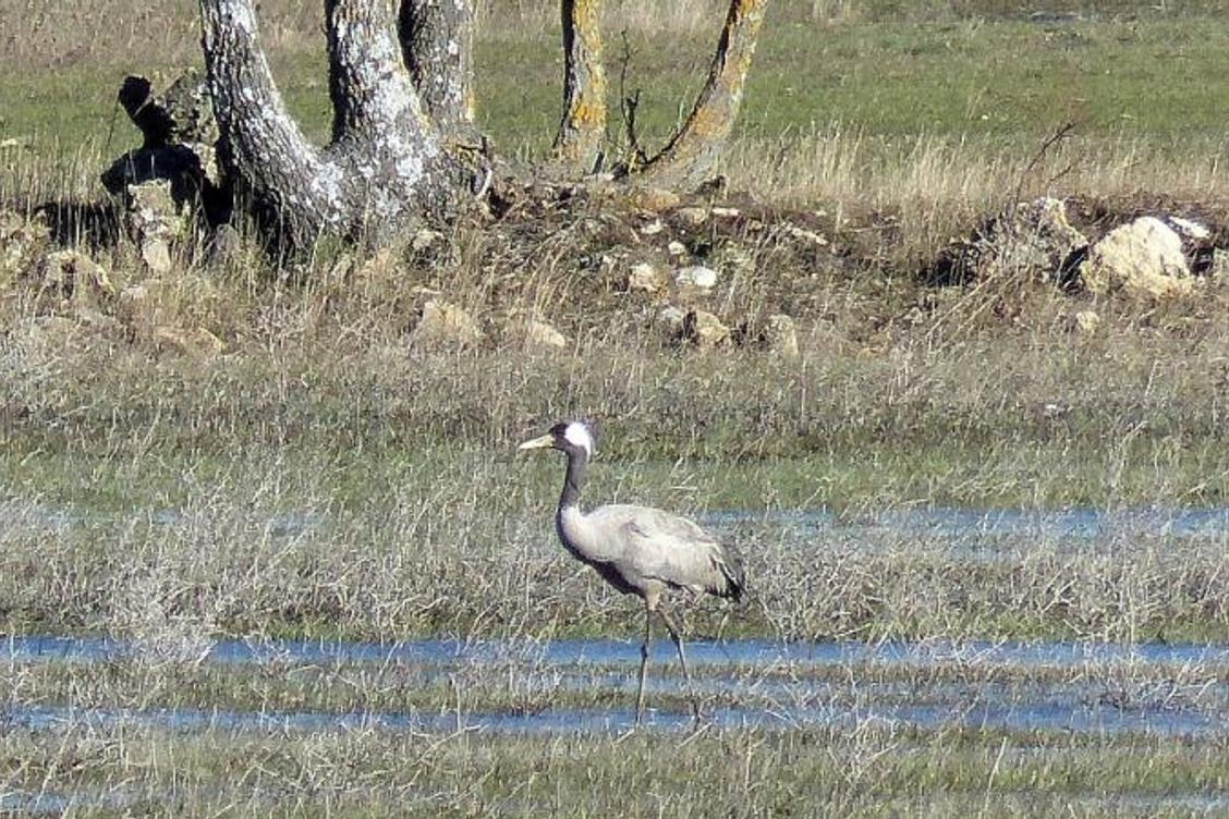 An outbreak of highly pathogenic avian influenza has been identified in the Var region; the virus was found in a dead wild animal.