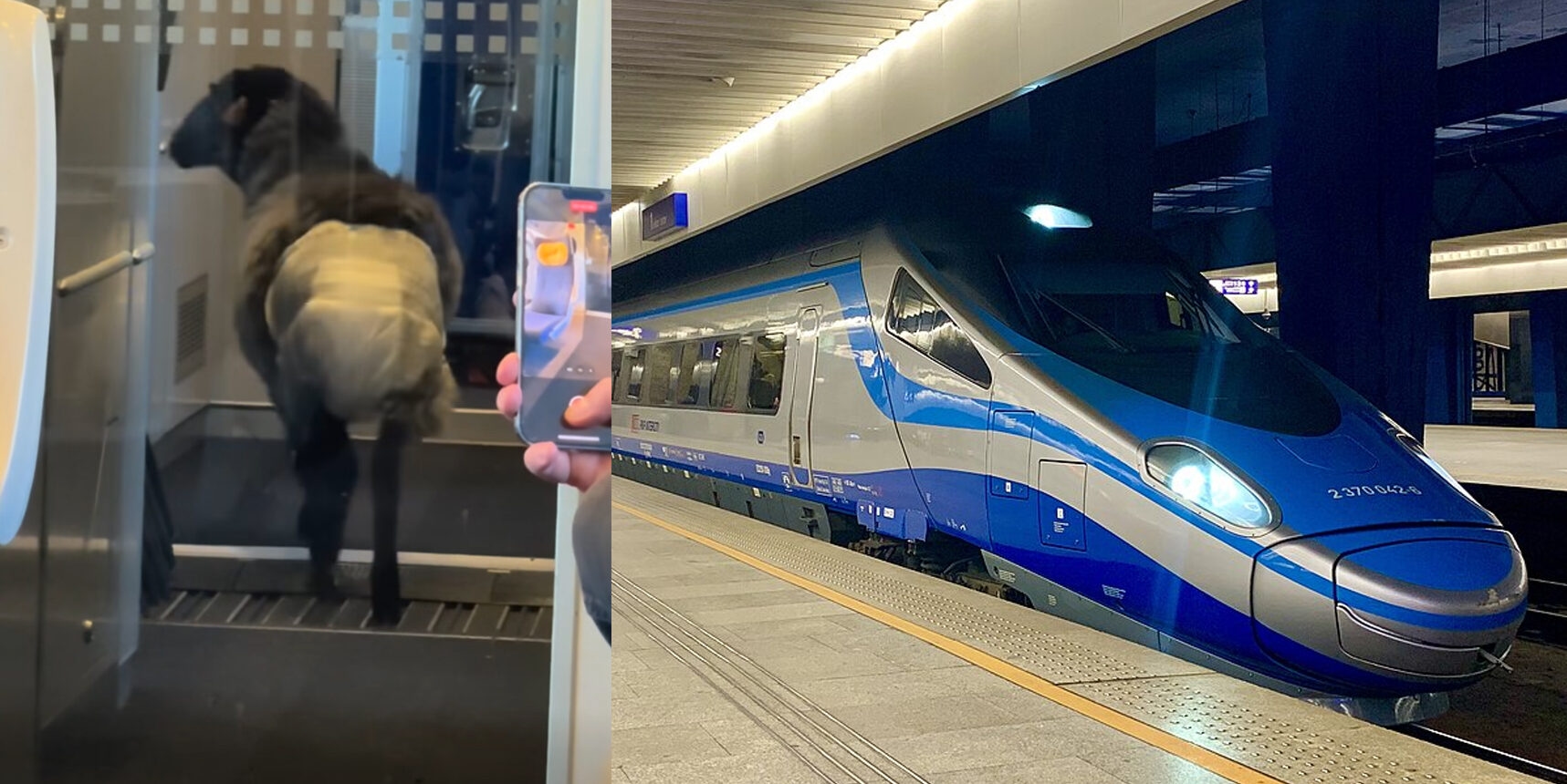 Ovelha de fraldas é vista em trem de alta velocidade na Polônia