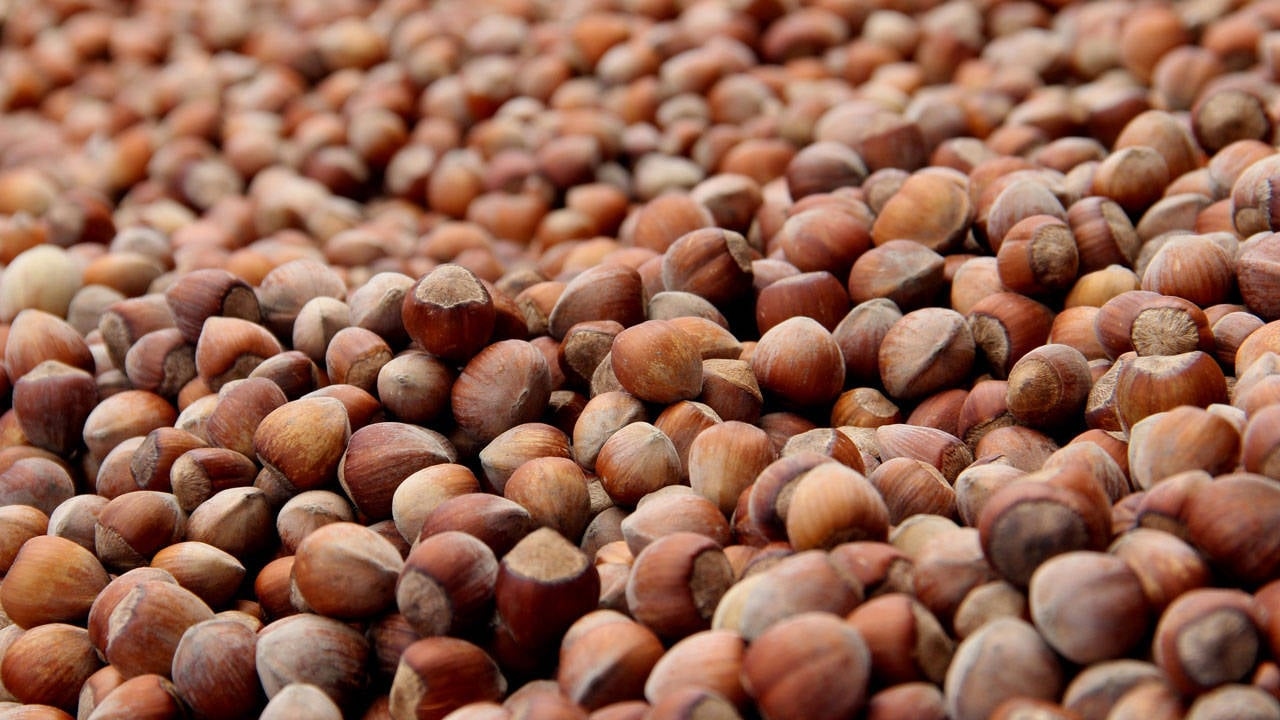 Record damage in hazelnuts: At least 250,000 tons lost