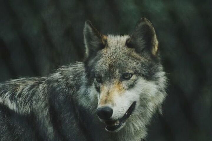 Russia has developed a device to repel animals using fire and sound