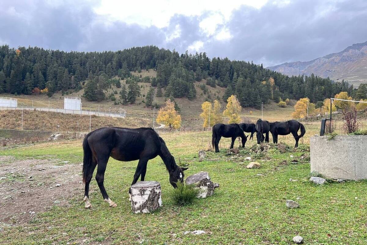 Un troupeau de cinquante chevaux a été emmené dans une fourrière à Kislovodsk.