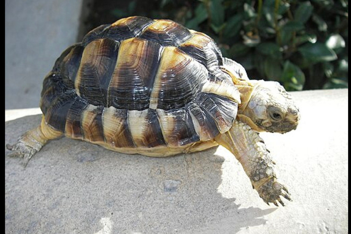 The world's tiniest turtles have been stolen from the zoo.