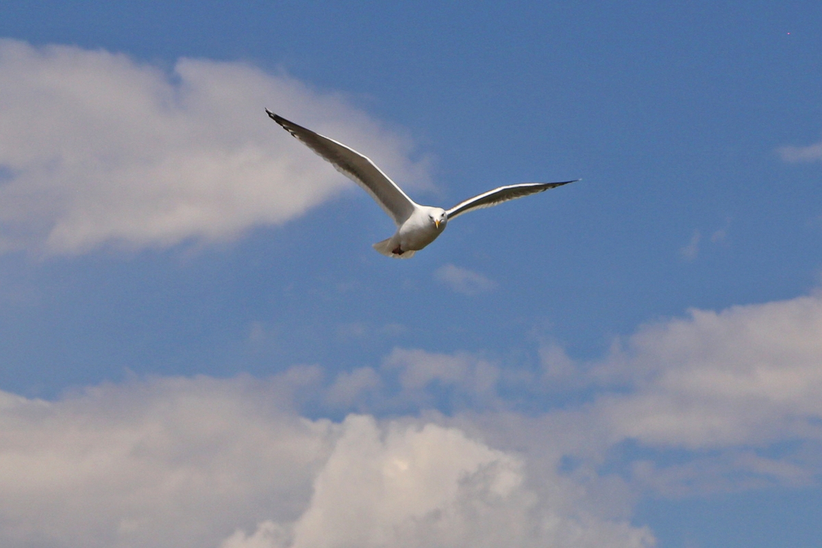 As gaivotas carregam microplásticos em seus estômagos e envenenam os peixes com eles.