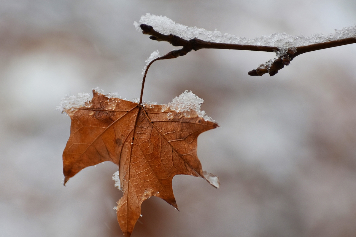 Les prévisionnistes ont communiqué les prévisions météorologiques pour la région de Smolensk sur Dedovsky Plachi.