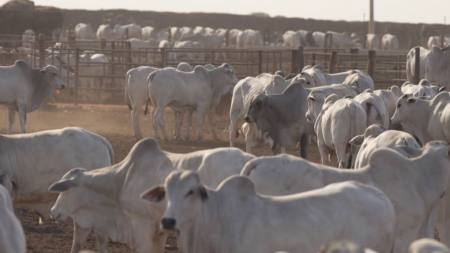 МЕРКОСУР: Расследование бразильского мяса, которое может оказаться на наших тарелках