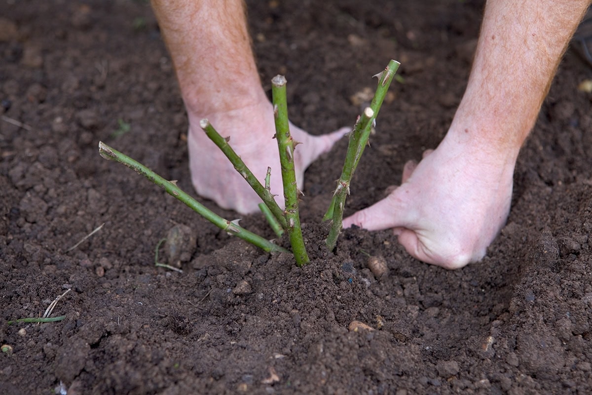 So pflanzen Sie eine wurzelnackte Rose
