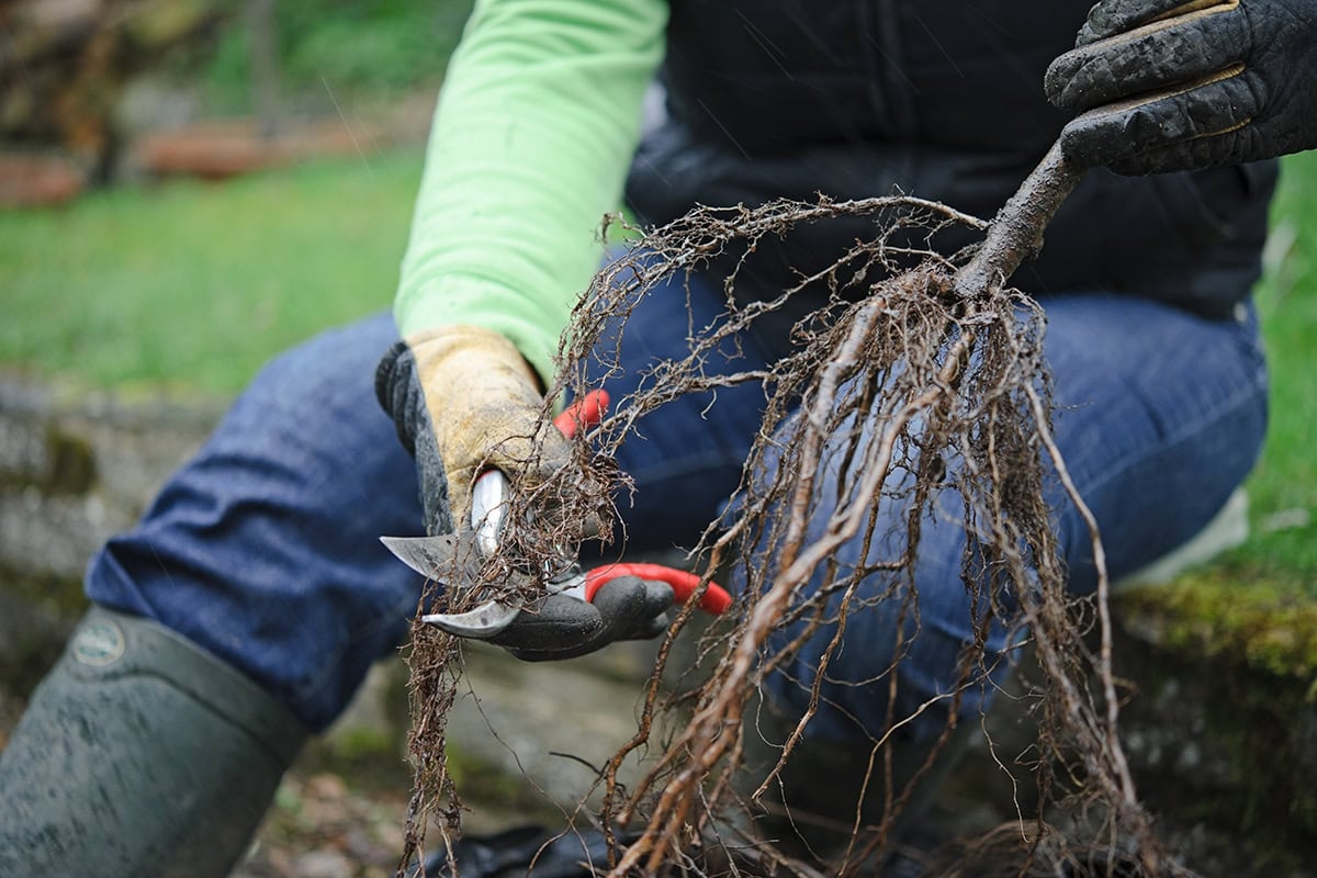 What you can still do in your garden this week: 13 gardening jobs for November