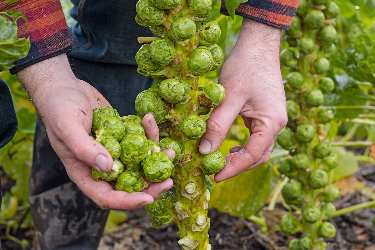 The vegetable garden in November: this is what you can do