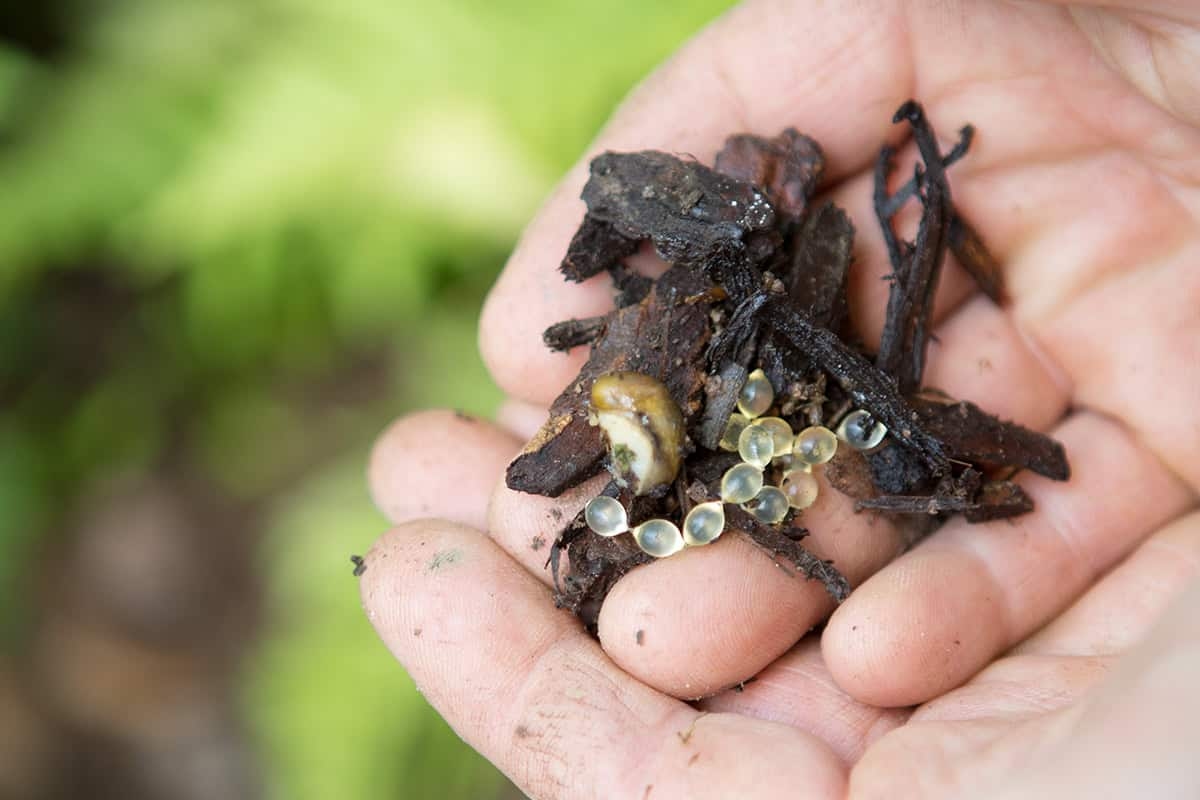 Snail eggs: how to recognize them and what to do