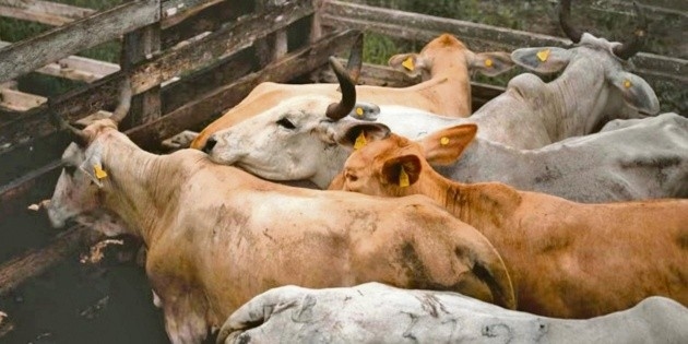 Extienden los operativos contra gusano barrenador