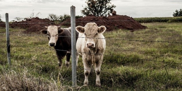 Premier cas de myiase bovine confirmé à Jalisco