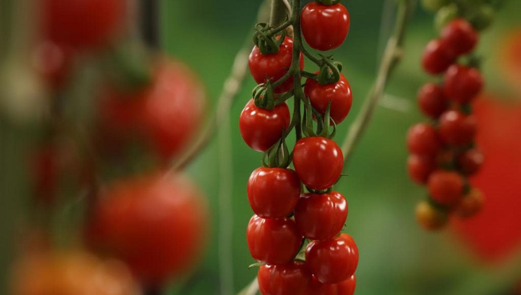 Salmonellagevaar in cherrytomaten (en misschien niet alleen). Hoe de bacterie te bestrijden